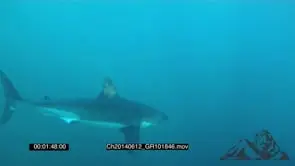 Great White Shark cage Diving AW