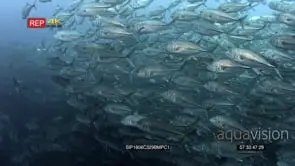 A huge school of bigeye trevally fish swirl in front of the camera