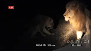African Male and Female Lion interacting at night MS PAN