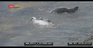 Slomo penguin in the ocean swimming, cleaning, peering, rubbing, playing
