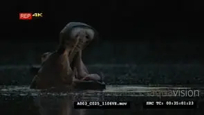 Hippo inside water yawning