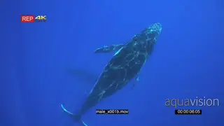 Humpback whale male swimming up to the surface GENERAL BEHAVIOUR UW