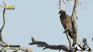 Juvenile martial eagle sitting on a dead branch and looking around.