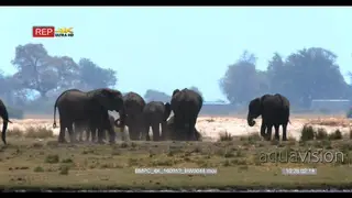 Elephant herd on the island on chobe in the shimmering heat haze moving down the.