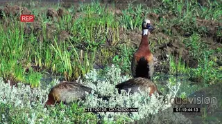 A Small Flock of Egyptian Goose standing on riverbank drinking and preening MWS