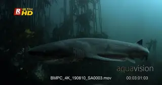Close tracking shot of a broadnose sevengill shark.