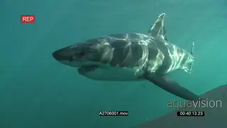 Great White Shark gently swimming around underwater in ocean passing by the camera PAN.