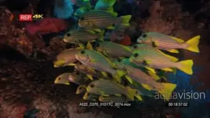 Close up shot of a coral hind Red coral grouper fish swimming in front of a school of.