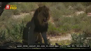 Male lion sitting at a tree that he has just marked with his scent looking around and…