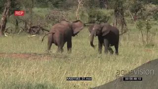 African Elephant Calves play Fighting, Elephant Cow Walking past and they break it off.