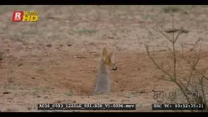 Juvenile cape fox exiting burrow