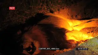 Lion male laying on its side roaring at camera at night MCU