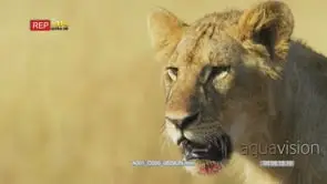 Close up shot of young lion standing looking around with a bit o blood on the chin