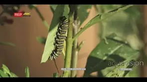 monarch butterfly caterpillar on host plant, milkweed