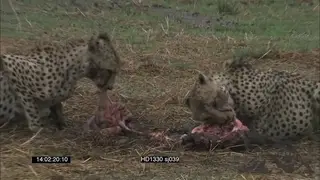 Cheetahs feeding on Warthog carcass; WS MCU
