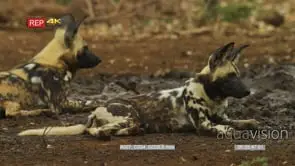 African Wild Dog pair lying near mud