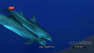 Indo-Pacific Bottlenose Dolphins swimming underwater in ocean playing and passing by.