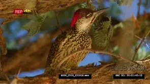 Golden-tailed woodpecker looks around then hops away