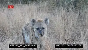 Spotted Hyena clan gathered in bushveld interacting and looking at camera MS PAN