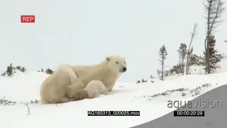 Polar bear cubs playing cuddling mother resting looking up scouting around Protective.
