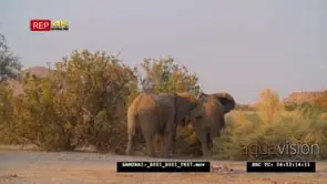 Desert elephants fight pushing other into bushes