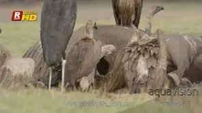 Flock of Marabou stork, White-headed vulture and Cape vulture gathering.
