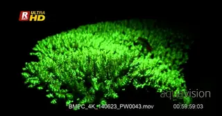 Night shot of fluorescent Hard coral, LS.