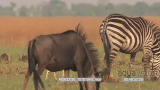 Zebra mother and foal walking and grazing rest of zebra zeal and a herd of blue.