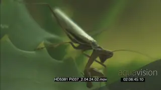 Preying Mantis Insect eating chewing on plant CU FOCUS PULL