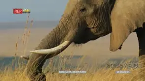 Close up shot of elephant's heat walking and eating grass