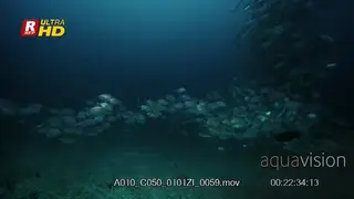 Wide slow motion shot of a huge school of bigeye trevally.