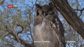 Veraux's eagle owl perched on thorn tree tilt up from claws to head