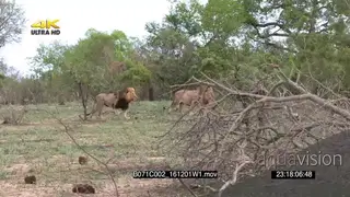 2 male African lions walking running across hunting through bush