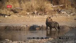 Spotted hyena pair drinking water looking around mud bathing