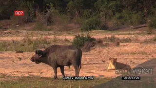 African Lioness Laying down Yawning Looking around the Savannah with the Cape Buffalo.