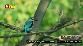 Woodland kingfisher sitting on a tree branch and looking around.