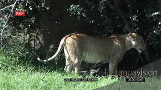 African Lioness walking on bushveld then feeding on a carcass with another WS PAN ZI MLS.