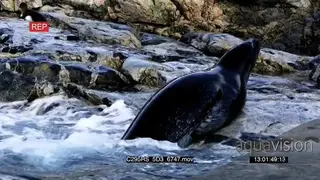 Leopard seal hunting Gentoo Penguins in Antarctica