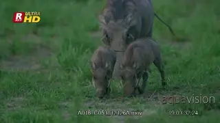 Female and three young Warthog walking, looking towards the camera and feeding on grass.