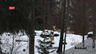 Gray Wolf pack walking and looking around in snowy forest WS PAN