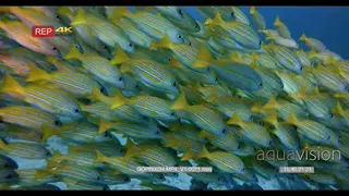 Close up shot of a large school of bluelined snapper fish, lutjanas kasmira