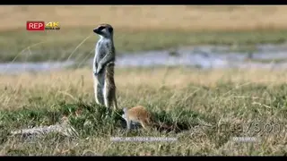A juvenile meerkat wonders around in the long grass while an adult stands guard