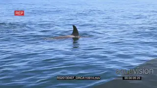 A pair of Killer Orca whales hunting AmCam HAND
