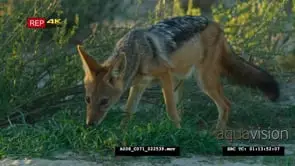 Black-backed jackal licking dew off grass