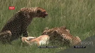 Cheetah (Acinonyx jubatus) family eating from just caught gazelle