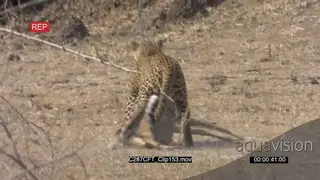 Leopard (Panthera pardus) dragging Impala kill away AmCam