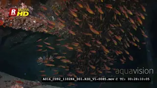 A large school of Golden sweeper fish swirl inside the Dunraven shipwreck.