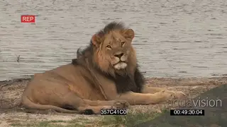 Male African lion resting facing camera laying down sleeping river in BG