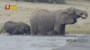 Adult female African Elephant mother with two young calves, playing with water.