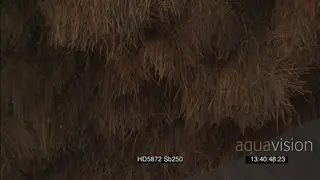 Sociable weavers flying around in out of nest chambers